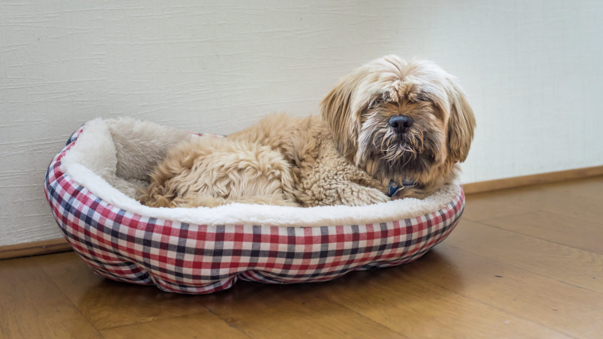 Verfilzte Hunde beim Friseur Pudelwohl